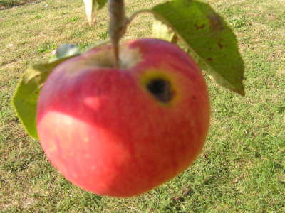 I takhle může vypadat jablíčko.