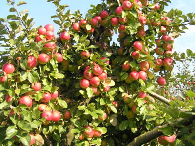 Strom obsypaný jablíčkyna naší zahradě.