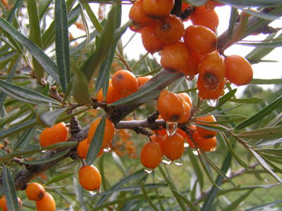 Rakytník po dešti.