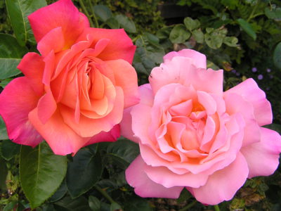 Tulení není zakázáno!!