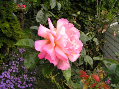 U nás na zahradě podzimní.