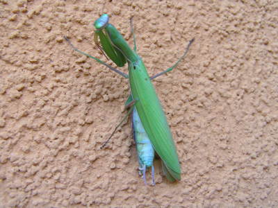 Taneční kreace kudlanky.