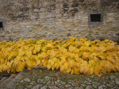 Koberec před Volyňskou tvrzí.