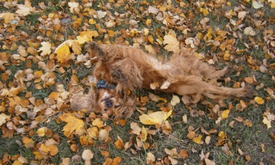 Podzimní válení....