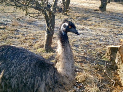 Jsem Emil z Jehnědí.....