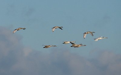 Šťastný let rokem 2026