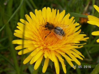 Začátek výroby medu