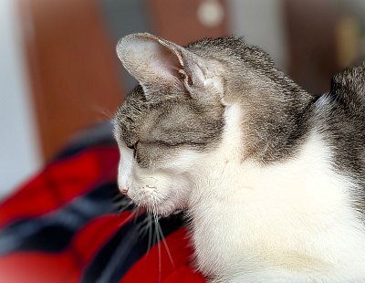 Kočkoportrét (Mourek, 18 let)