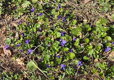 U nás se to také modrá...