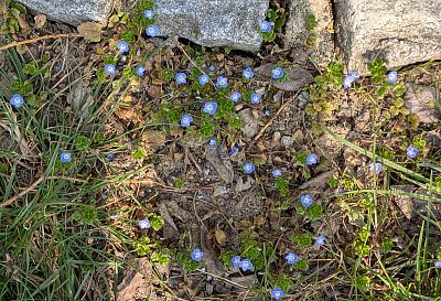 Souhvězdí Rozrazil