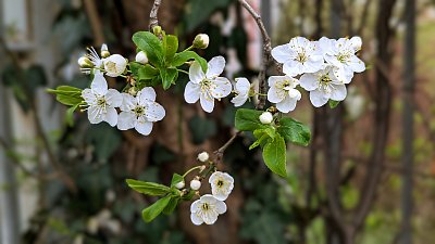 Krásné svátky jara vám všem