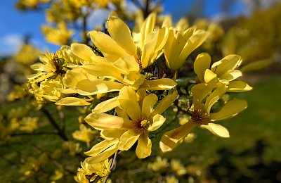 Žlutá magnólie