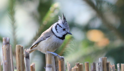 Naši ptáci - sýkora parukářka