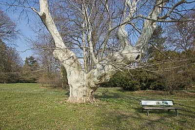 Platan a lavička