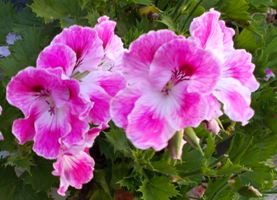 Muškátová