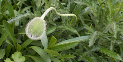 Maková panenka ještě spí.