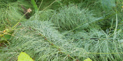 Přesličková