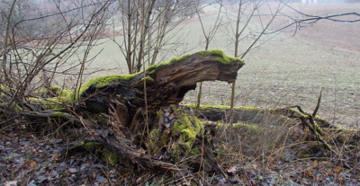 Pařezové zvíře ?