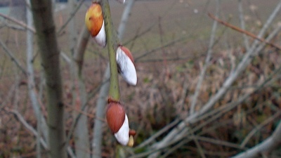 Jaro v listopadu ? Foceno 20.11.2016