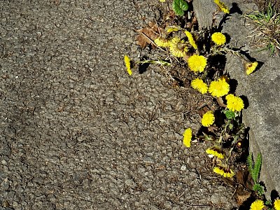 Podběl u obrubníku silnice...