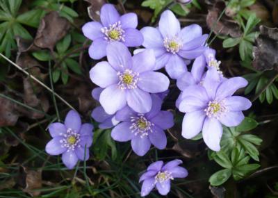 Rozkvetlé podléška