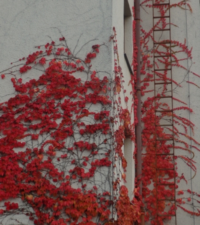 Poleze kominík,nebo přísavník