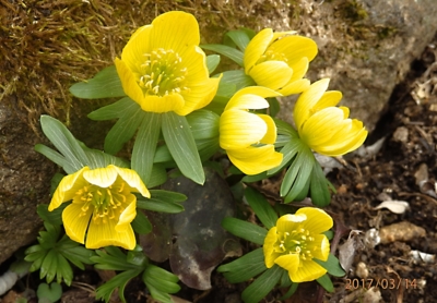 Posel jara -Talovín