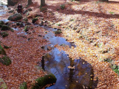 Potůček v lesoparku