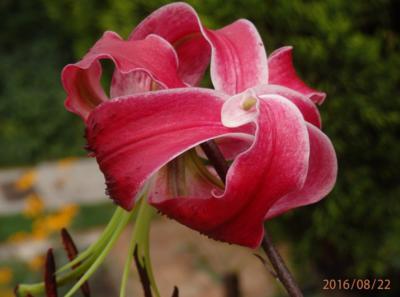 Pozdní pozdrav léta