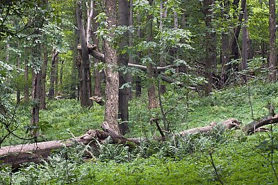 Prales Javorina - Bílé Karpaty