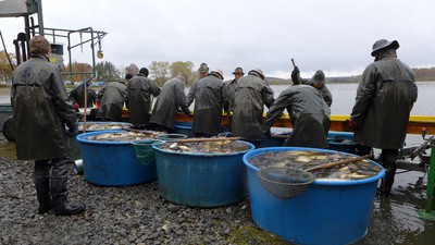 Při výlovu se maká