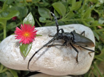 Přiletěla návštěva - tesařík.