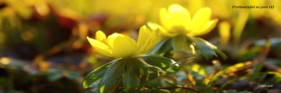 Probouzející se jaro