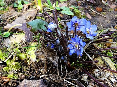 První letošní podléšky...