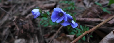 První nesmělé podléšky