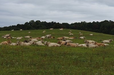 Kravičky