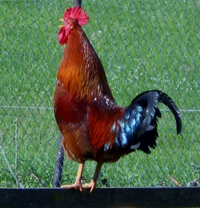 Budíček