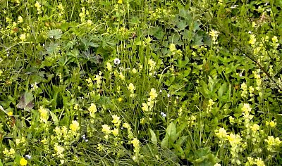 Kokrhel alpský. Rhinanthus alpinus *
