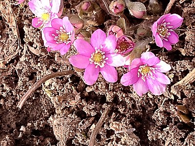 Růžové podléšky...