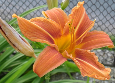 Až se léto zeptá...