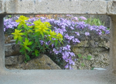 Přírodní televize