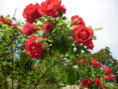 Všem ženám k MDŽ