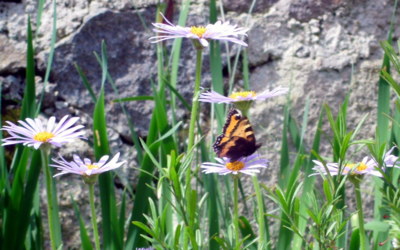 Sobotní návštěva