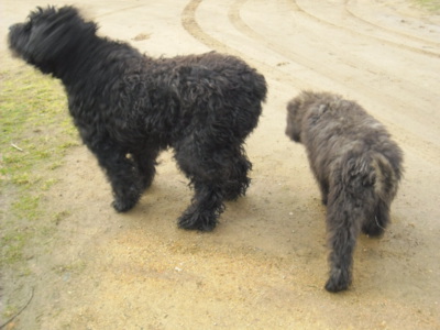 Chodí pešek okolo...