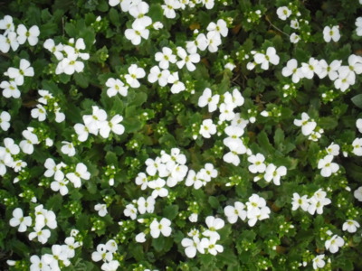 Jaro už začíná kvést