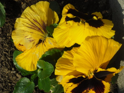 Maceška velkokvětá