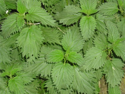 Obyčejná kopřiva