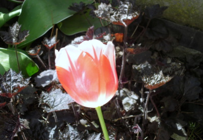 Zas rozkvetou tulipány