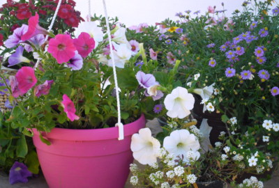 Ano, už brzy zase rozkvetou...