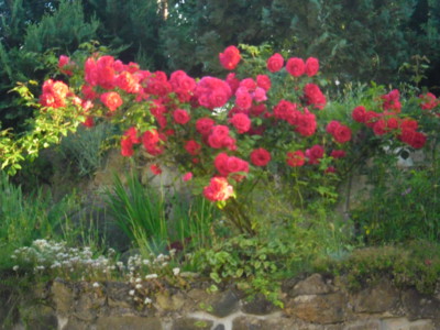 Podívej, kvete růže...